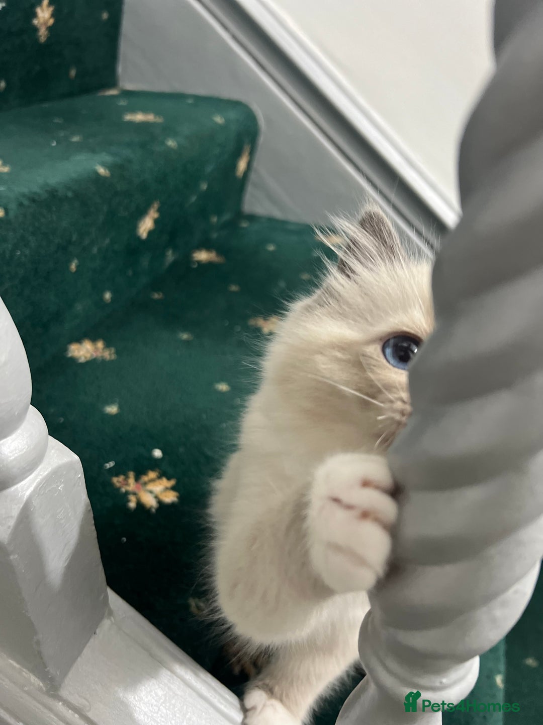 Ragdoll cats for sale: Chocolate bio Ragdoll - Image 3