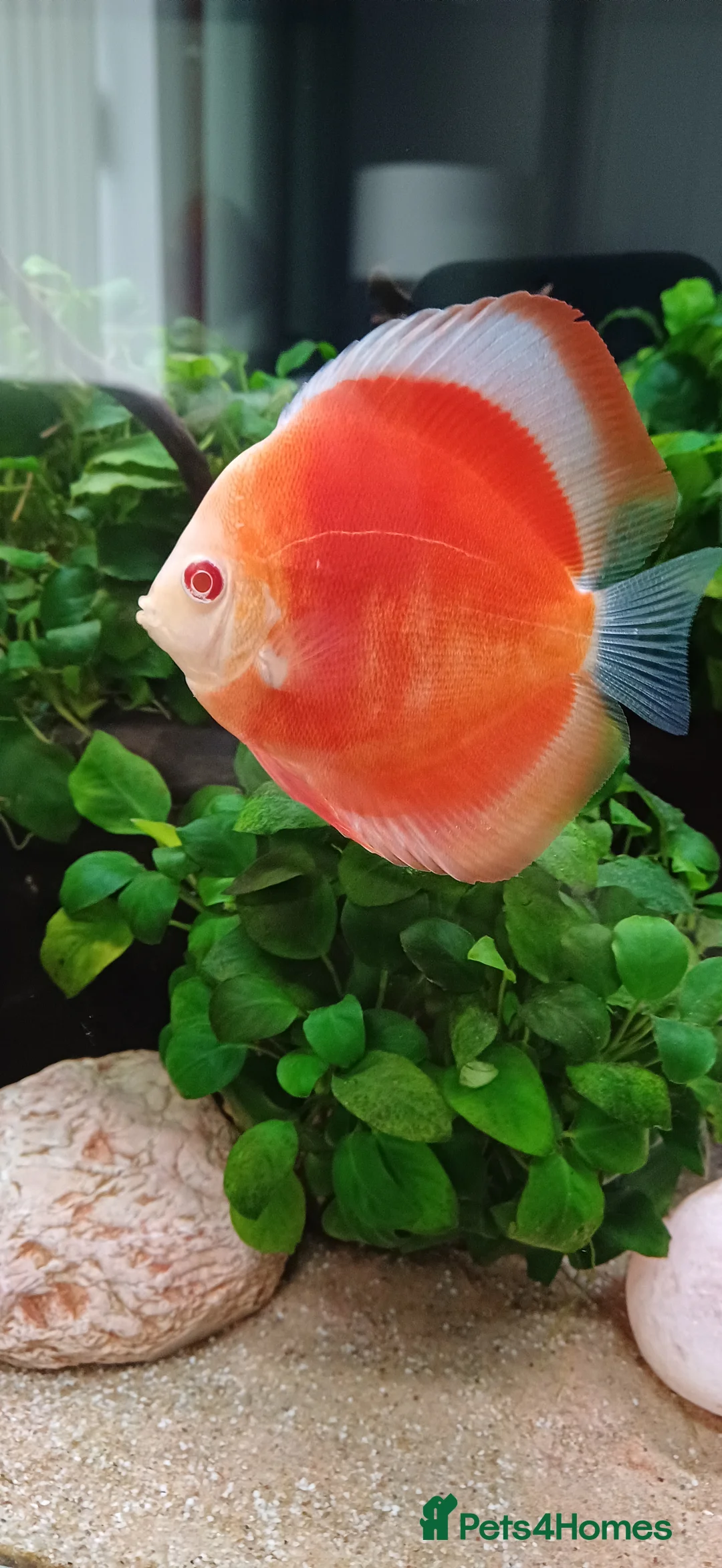 Discus fish for sale: Discuss fish - Advert 1