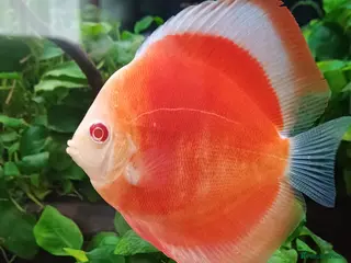 Discus fish Discuss fish - Advert 3