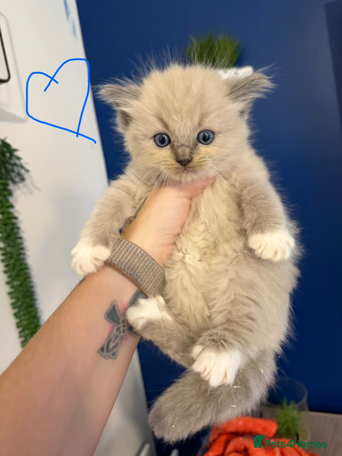 Ragdoll cats Beautiful kittens ready now  - Advert 3