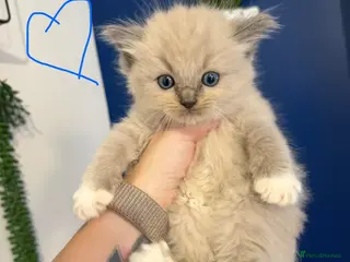 Ragdoll cats Beautiful kittens ready now - Advert 1