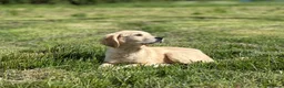 Golden Retriever dogs for sale: Pedigree Golden Retriever Cream Female - Advert 4