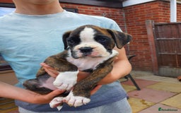 Boxer dogs for sale: Only 1x left to go - black sealed/brindle boxers - Image 2
