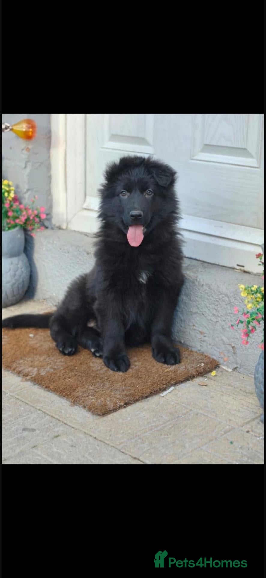 German Shepherd dogs 2 stunning jet black German shepherd pups  - Advert 18