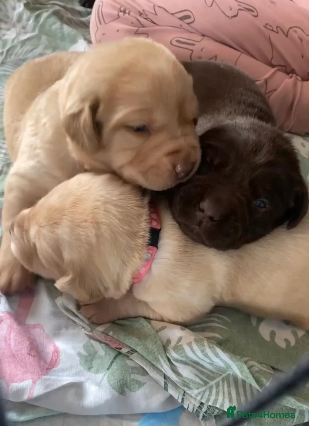 Labrador Retriever dogs for stud: Dark Fox Red Labrador For Stud in Leeds - Advert 9