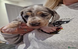 Miniature Dachshund dogs for sale: Adorable Miniature Dachshund Puppies 4boys & 1girl - Image 19