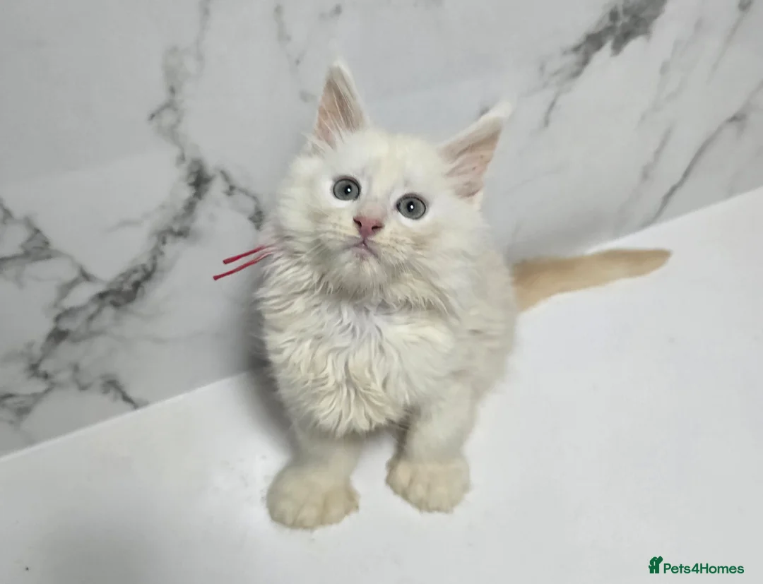 Maine Coon cats for sale: Kittens MaineCoon Tica Registred Maine Coon - Advert 2