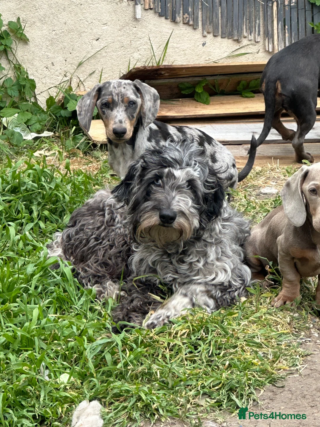 Cockapoo dogs for sale: 4 year old cockerpoo - Advert 5