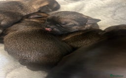 Border Terrier dogs for sale: Border terrier puppys - Image 9