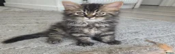 Mixed Breed cats for sale: Adorable Ragdoll x Persian Kittens – 2 Left - Advert 16