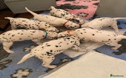 Dalmatian dogs for sale: Top quality show type Dalmatian pups 🐶  - Image 5