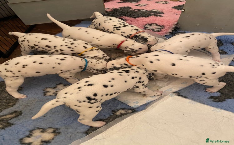 Dalmatian dogs - Advert 6