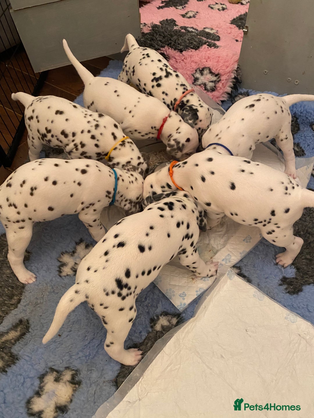 Dalmatian dogs for sale: Top quality show type Dalmatian pups 🐶  - Image 5