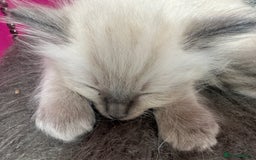 Ragdoll cats for sale: ragdoll kittens ready in 1 week  🩵💚💜 - Image 21