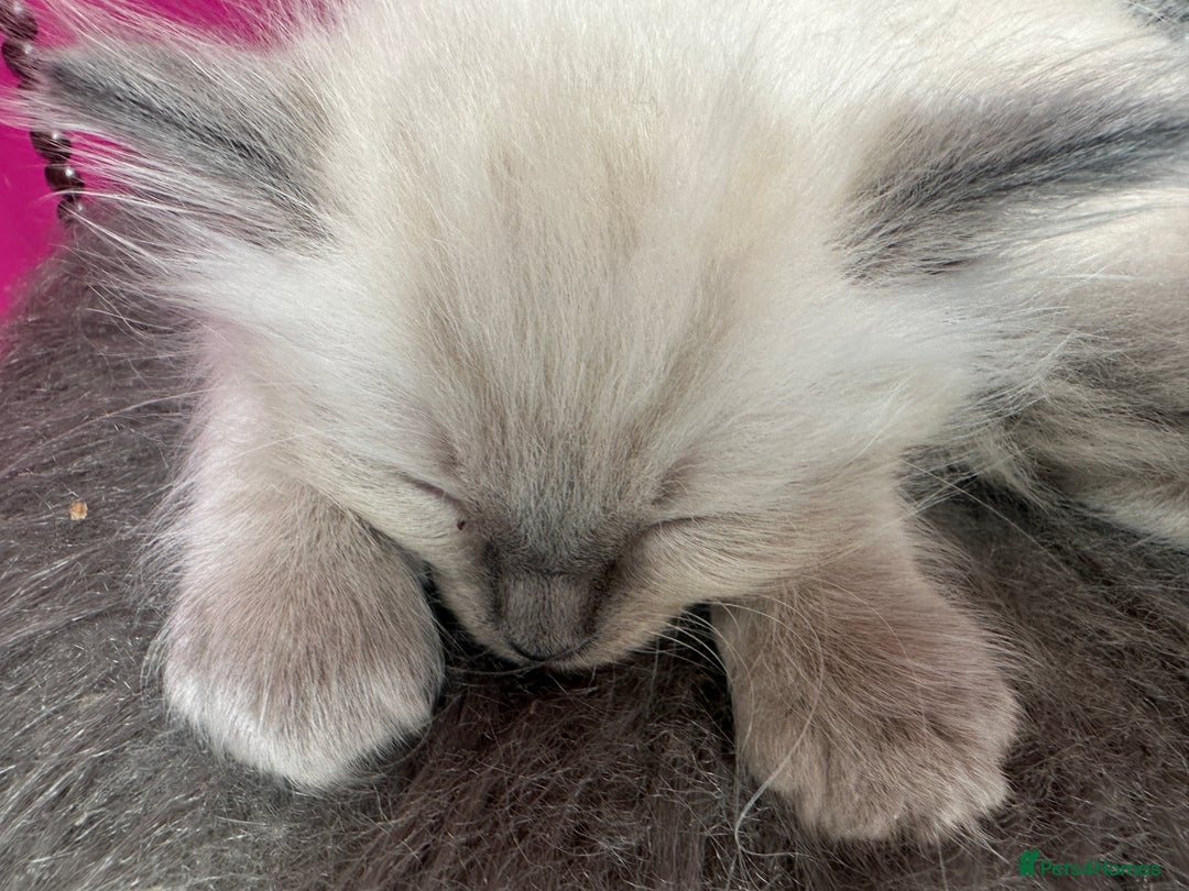 Ragdoll cats for sale: ragdoll kittens ready in 1 week  🩵💚💜 - Image 21