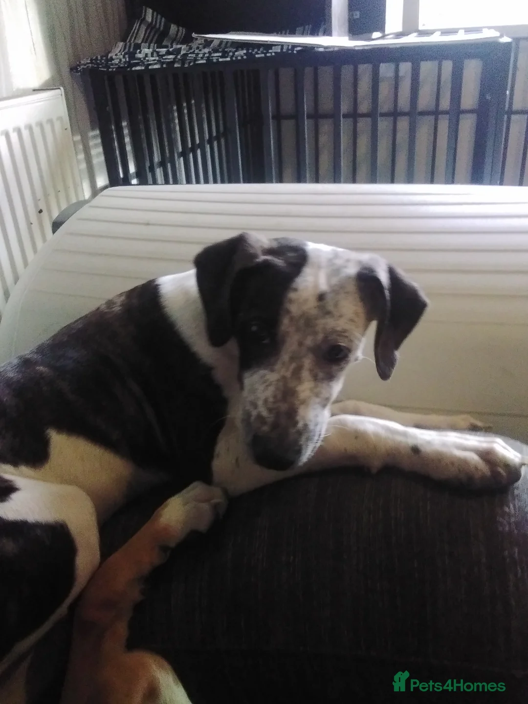 Mixed Breed dogs for sale: Female bullying greyhound  in Leicester - Advert 2