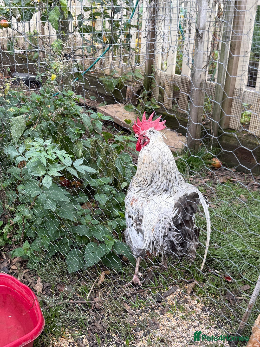 Chickens poultry for sale: Handsome Cockerel For sale - Advert 5