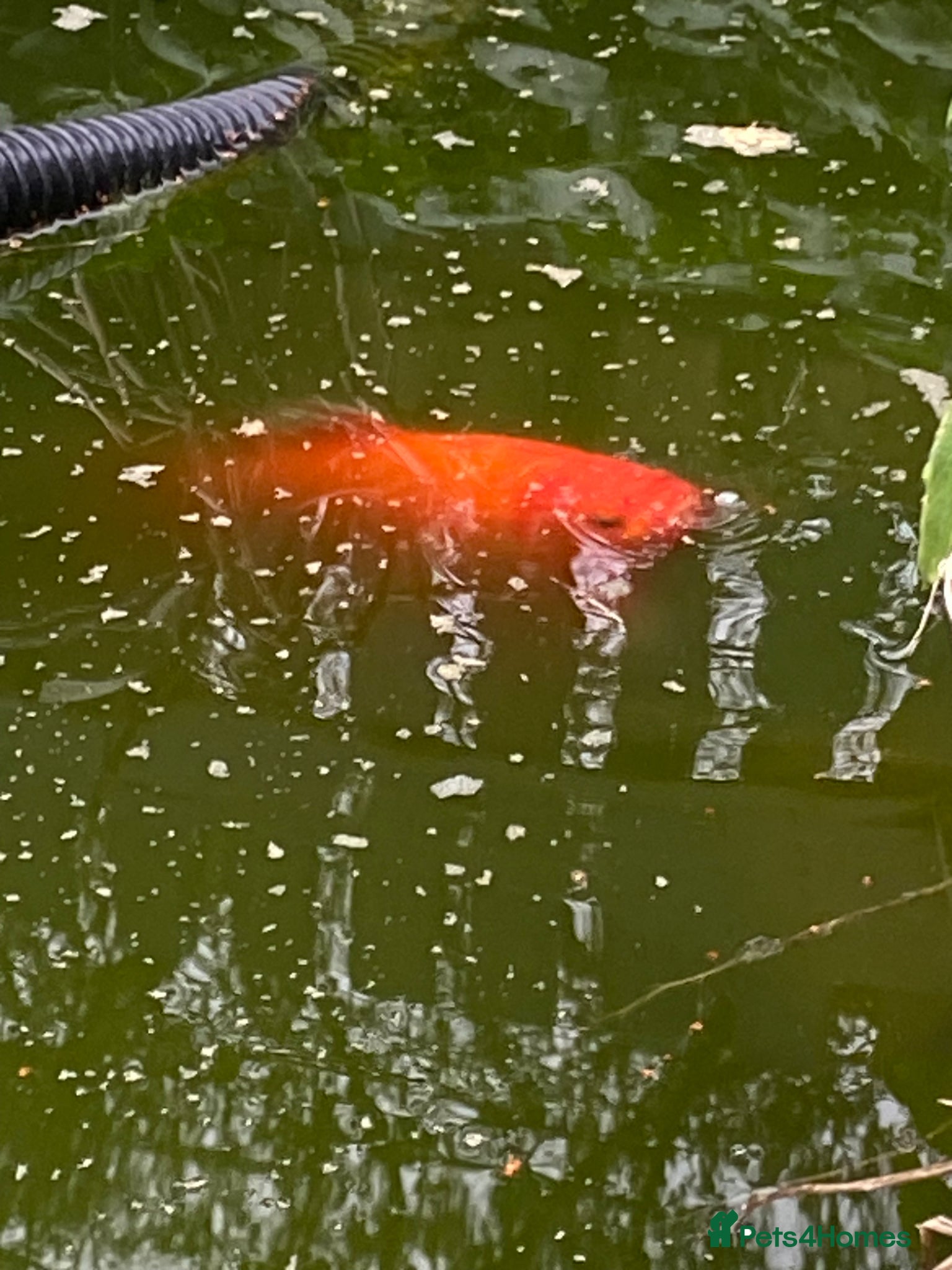 Koi Carp fish Koi Carp - Golden - Approx 8” - Advert 7