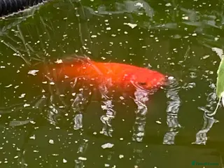 Koi Carp fish Koi Carp - Golden - Approx 8” - Advert 7