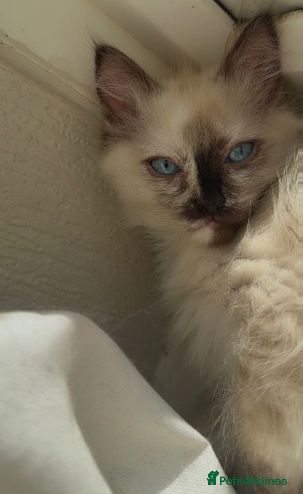 Ragdoll cats Beautiful Seal Tortie-Point Ragdoll Girl 🌸  - Advert 16