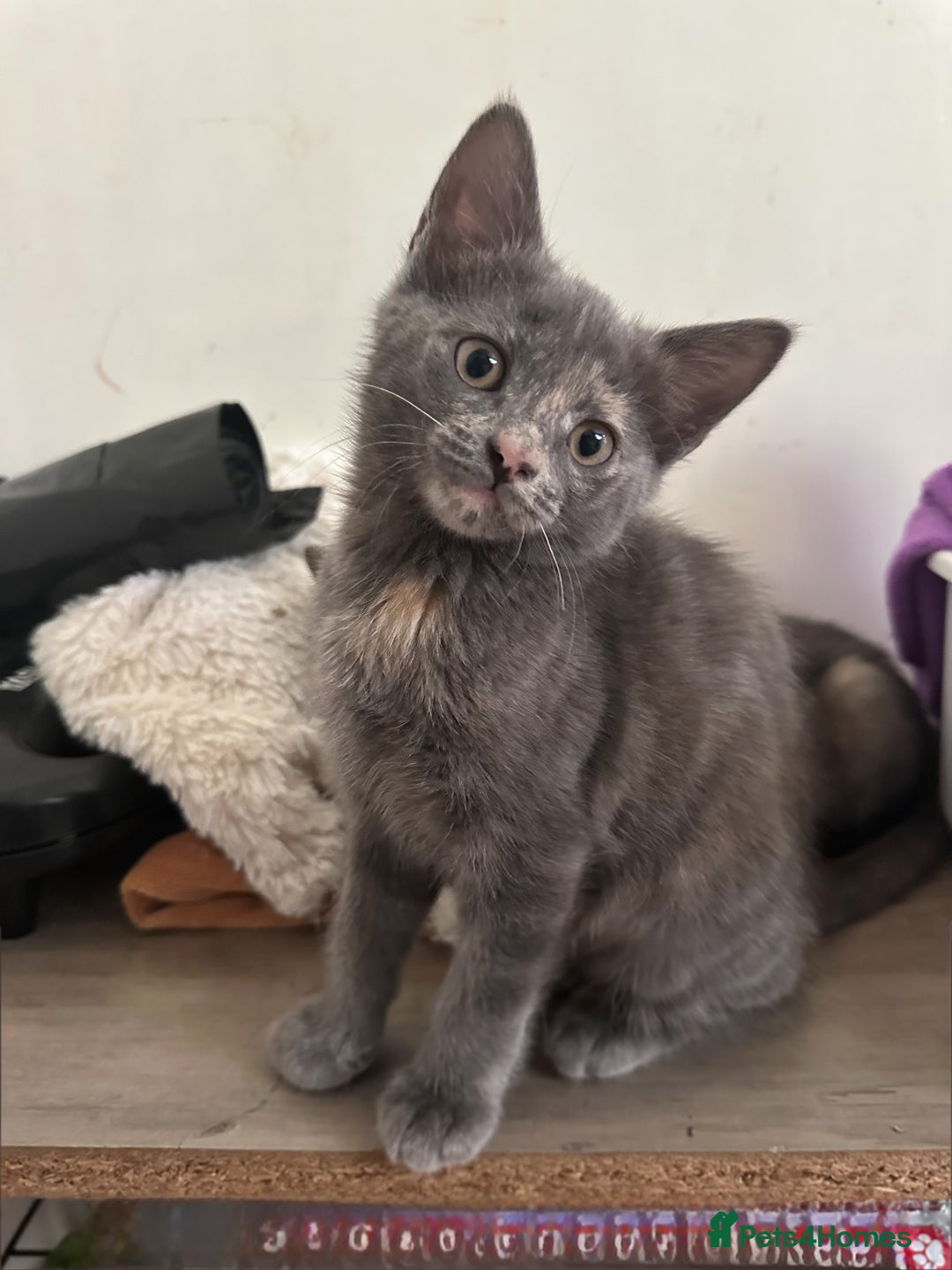 Ragdoll cats for sale: 6 beautiful well loved kittens. 2 girls remaining - Image 27