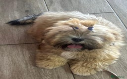 Lhasa Apso dogs for sale: Male Lhasa Apso puppy  - Image 3