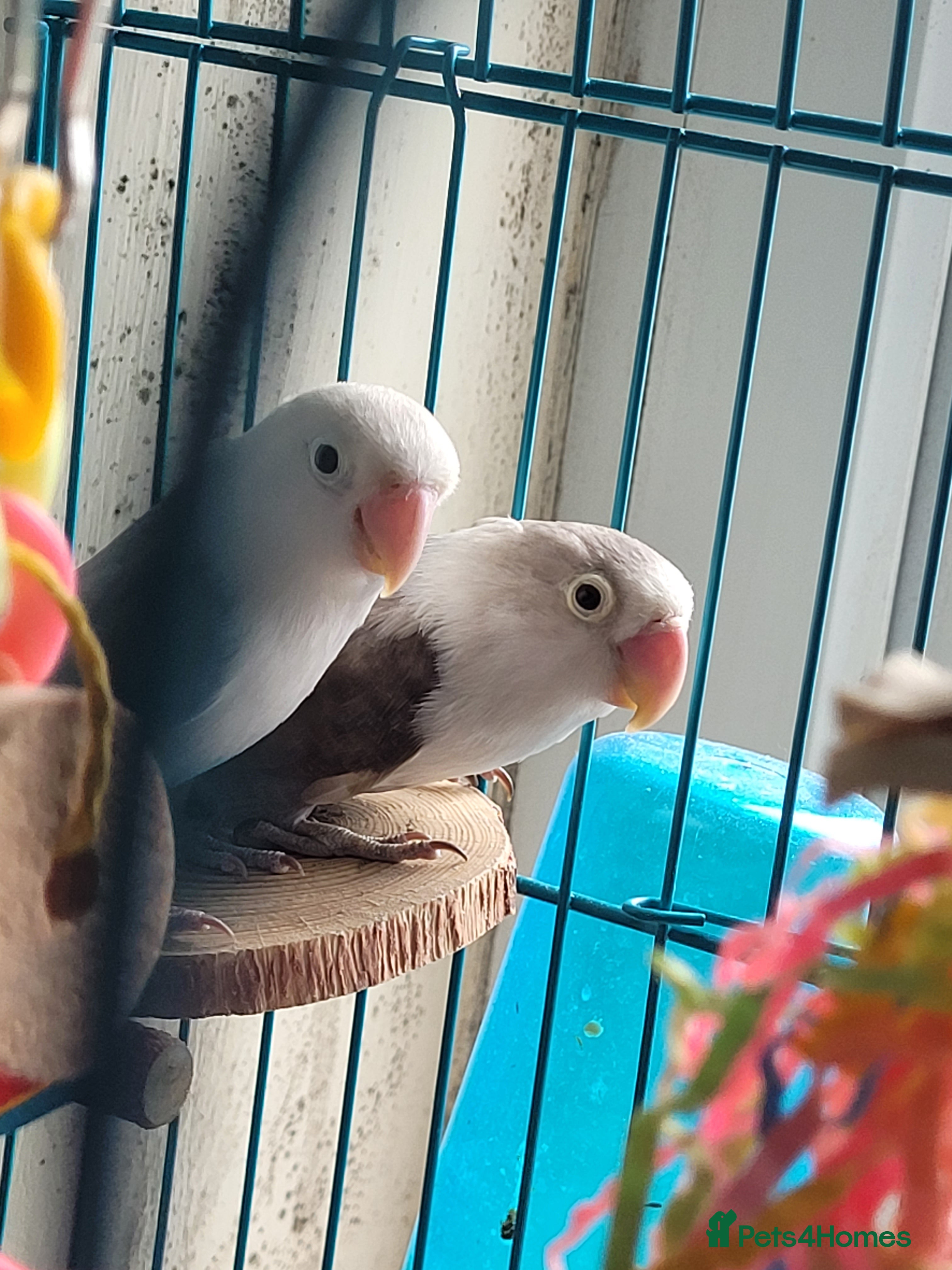 Lovebirds birds Bonded pair of lovebirds - Advert 6
