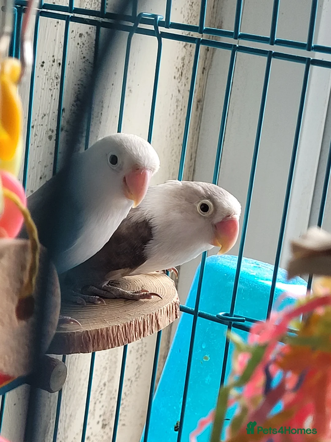 Lovebirds birds for sale: Bonded pair of lovebirds - Advert 1