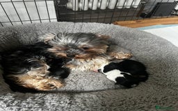 Yorkshire Terrier dogs for sale: Mini Yorkie looking for a new home  - Advert 10