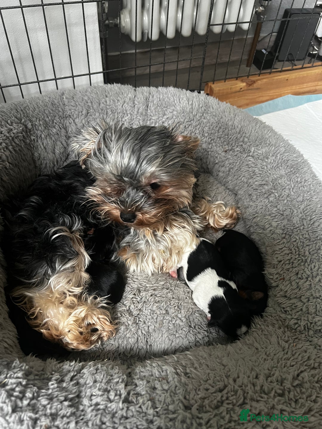 Yorkshire Terrier dogs for sale: Mini Yorkie looking for a new home  - Advert 10