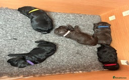 Cockapoo dogs for sale: Cockapoo Puppies For Sale - Image 8