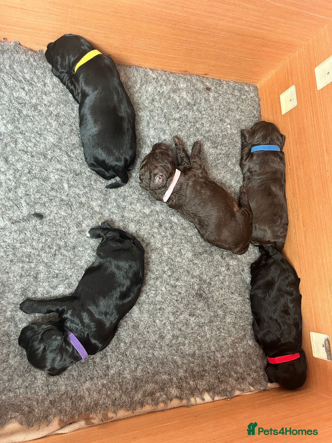 Cockapoo dogs for sale: Cockapoo Puppies For Sale - Image 8