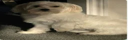 Maltese dogs for sale: Maltese ready looking for a new home - Advert 4