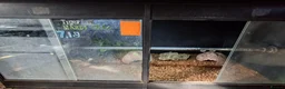 Python Snake reptiles for sale: Mardi gras python with full setup  - Advert 2