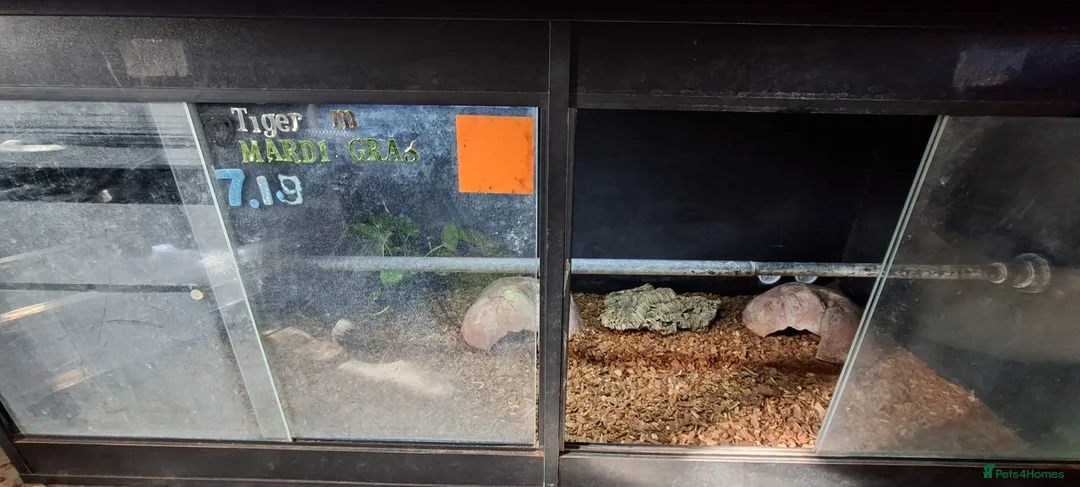 Python Snake reptiles for sale: Mardi gras python with full setup  - Advert 2