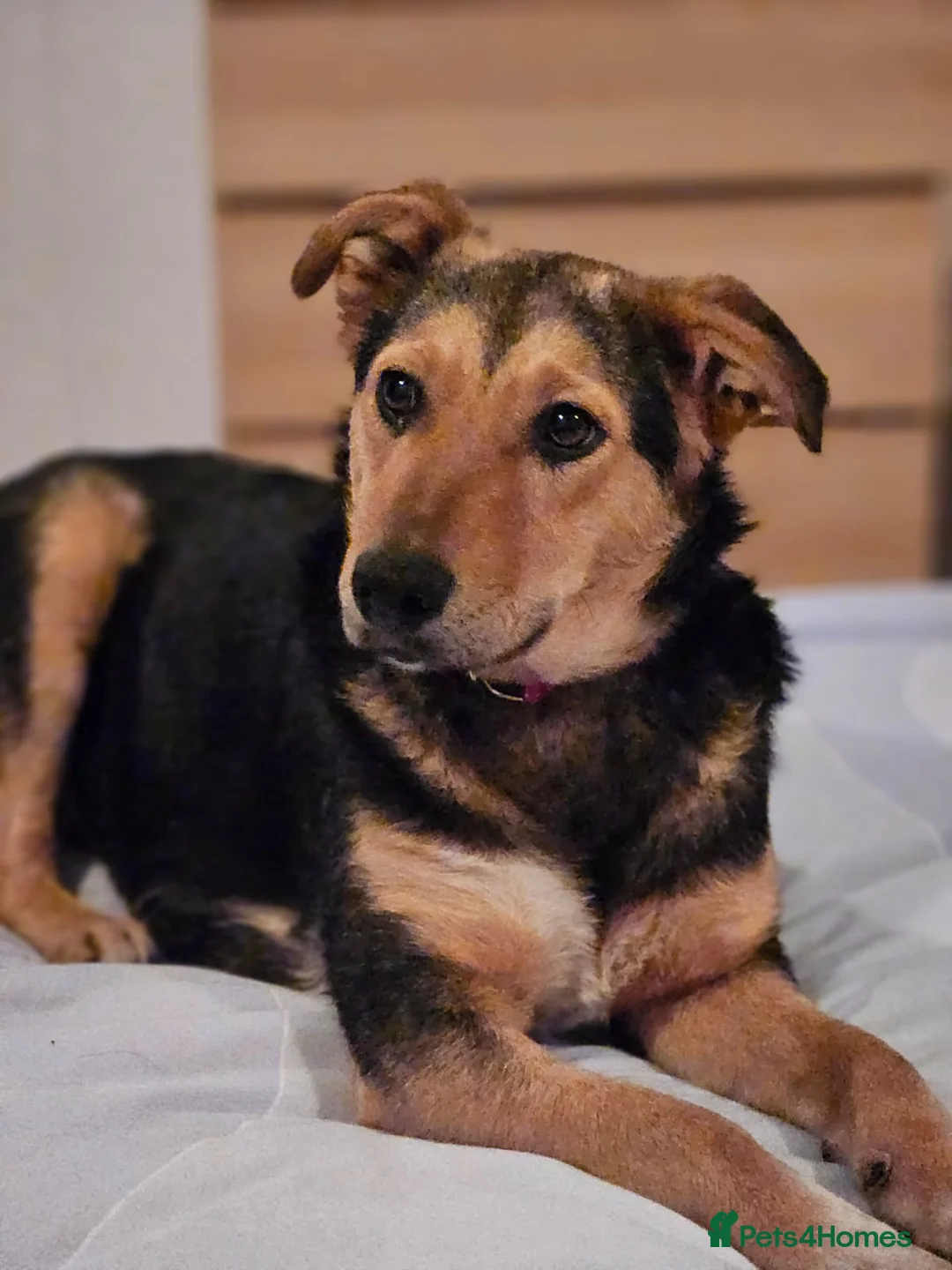 Mixed Breed dogs for adoption: 🐾 Meet Larisa - a gentle girl for a Loving Home💛 - Advert 22