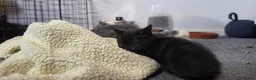 Mixed Breed cats for sale: Beautiful Kittens Looking for Their Forever Homes  - Advert 18