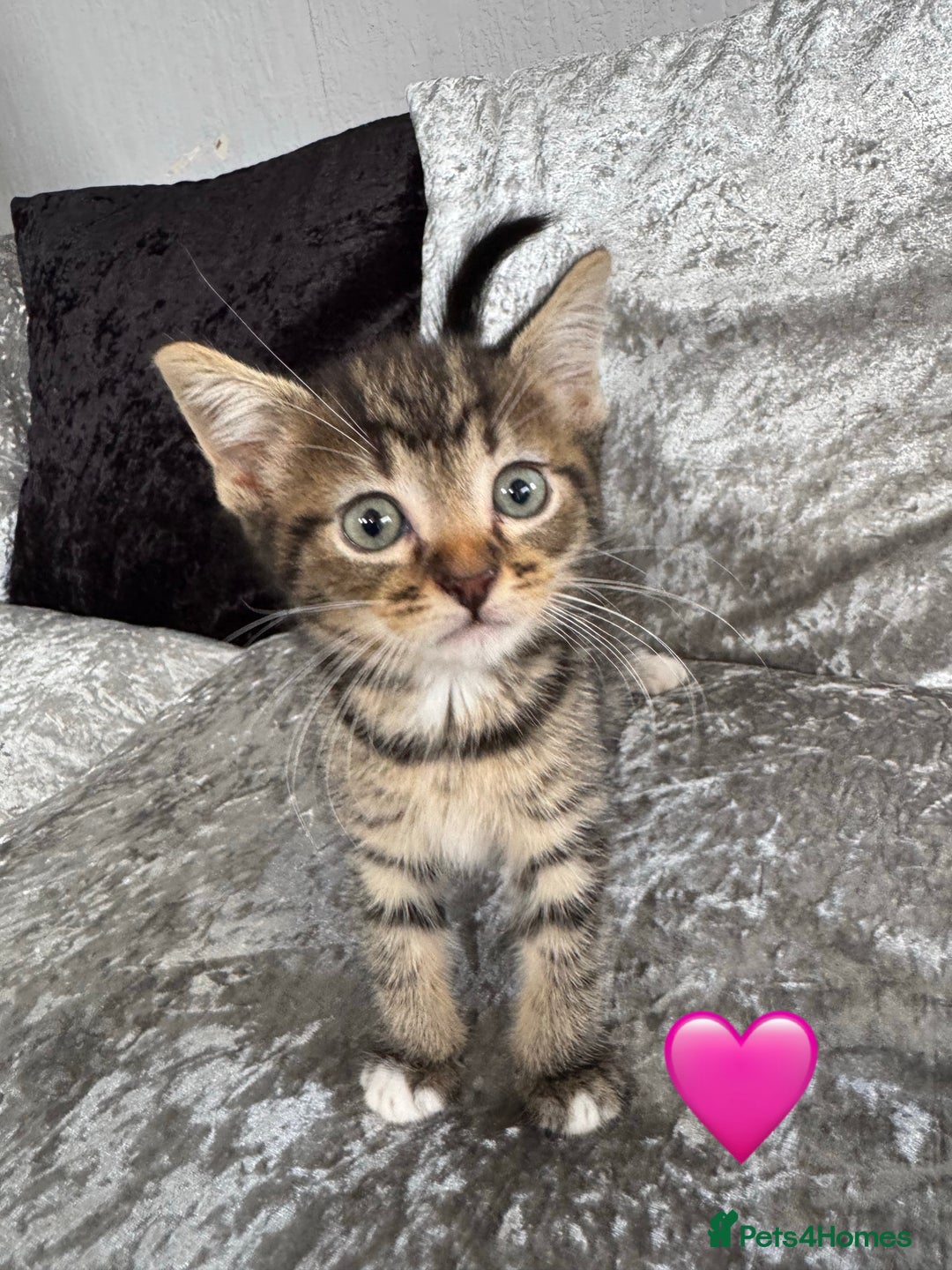 Mixed Breed cats for sale: Cute Kittens (all available) 5 female and 4 male - Image 3