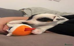 Jack Russell dogs for sale: Ruby  - Image 16