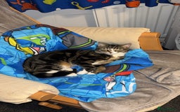 Bengal cats for sale: Theo, 1 year old male tabby cat - Image 5