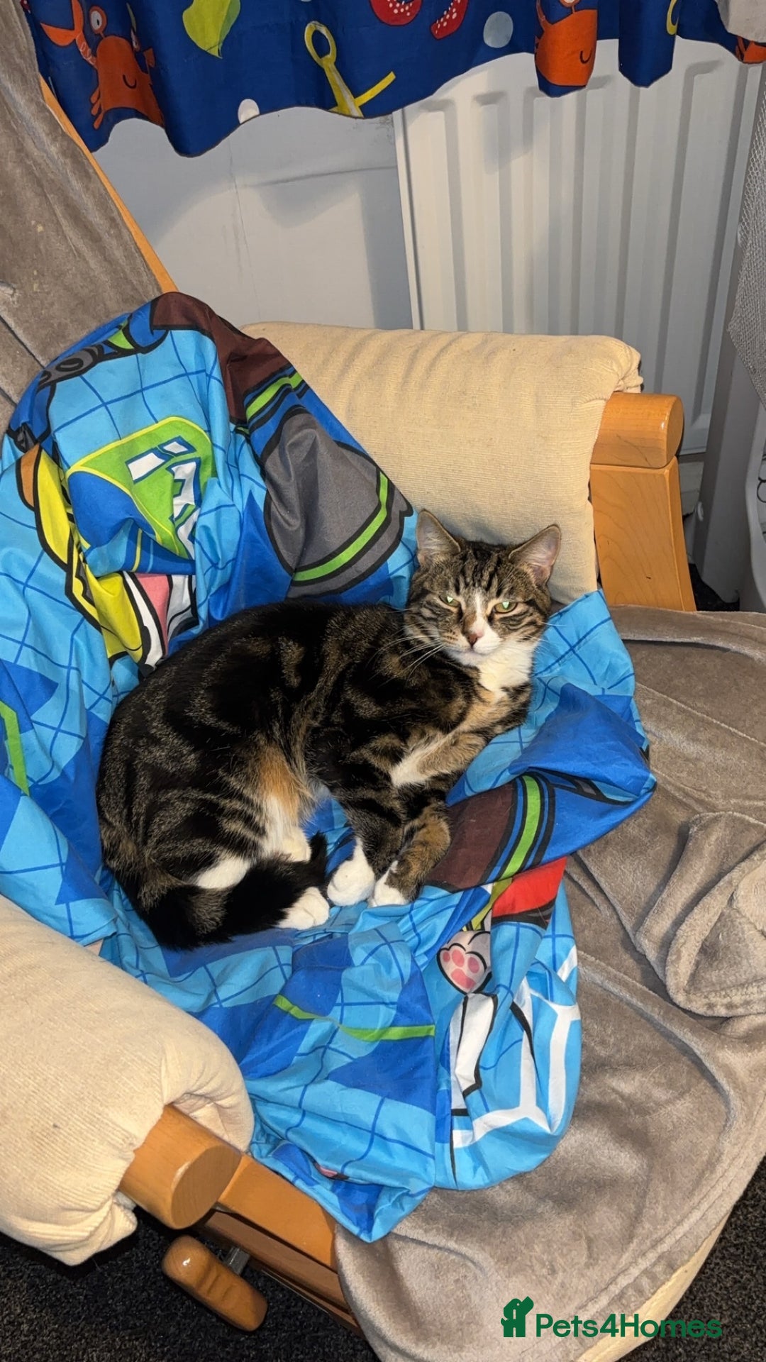 Bengal cats for sale: Theo, 1 year old male tabby cat - Image 5