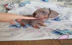 Miniature Dachshund dogs for sale: Miniature dachshund puppies for sale - Image 3