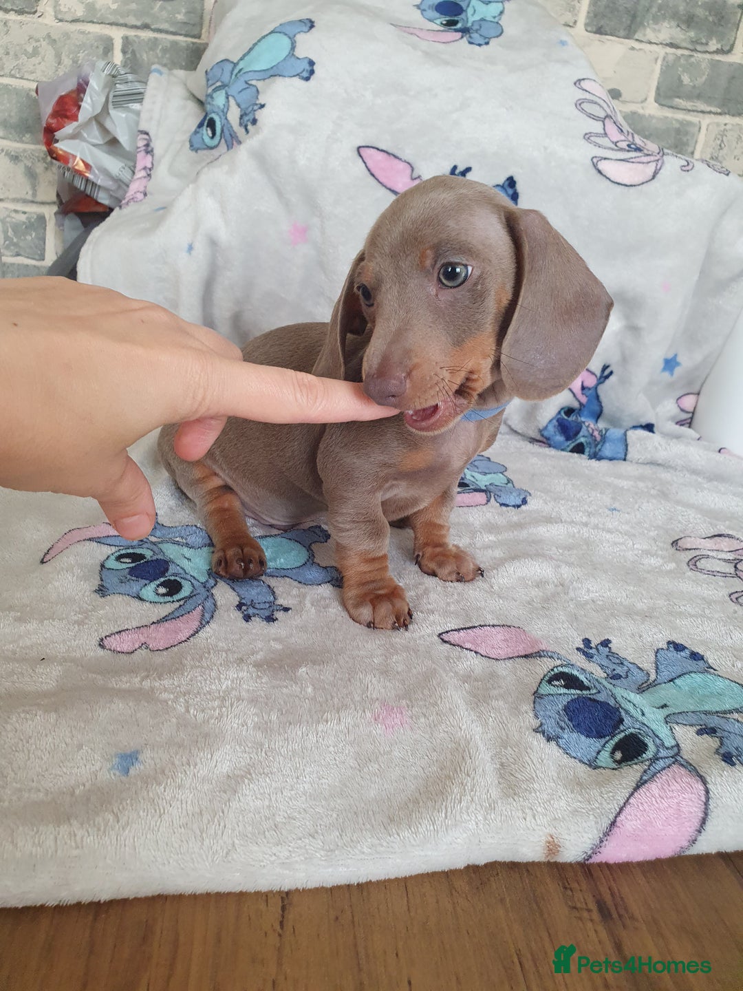 Miniature Dachshund dogs for sale: Miniature dachshund puppies for sale - Image 3