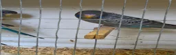 Budgerigars birds for sale: Beautiful Bf/bw & splits - Advert 6