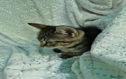 British Shorthair cats for sale:  Lovely 3 tabby male & 3 black female kittens. - Image 14