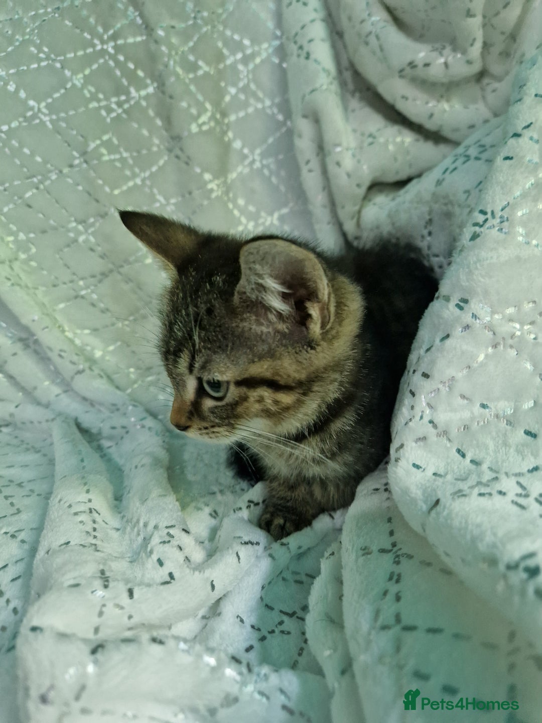 British Shorthair cats for sale:  Lovely 3 tabby male & 3 black female kittens. - Image 14