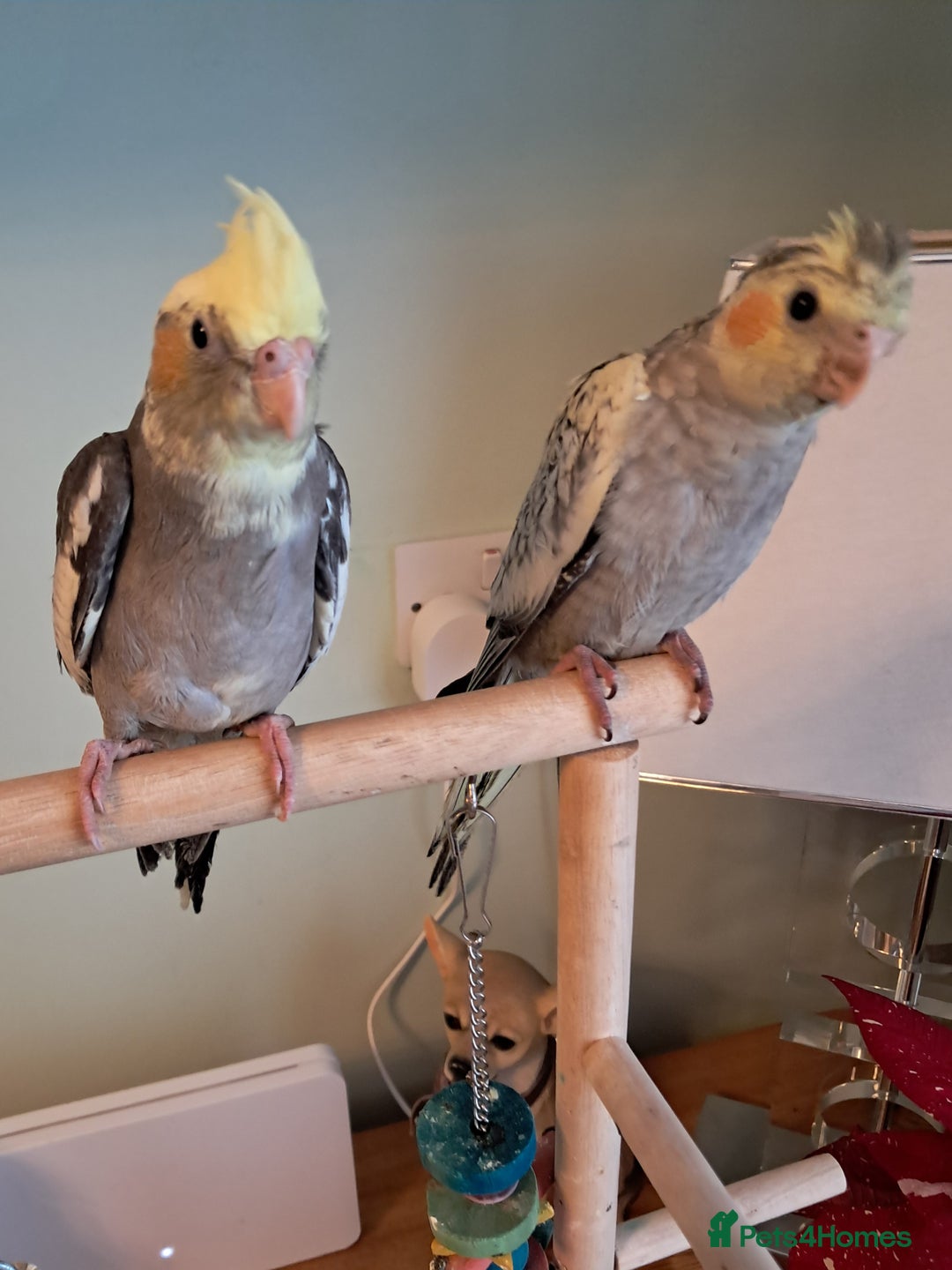 Cockatiels birds for sale: Hand reared baby cocktails ready now  - Advert 4