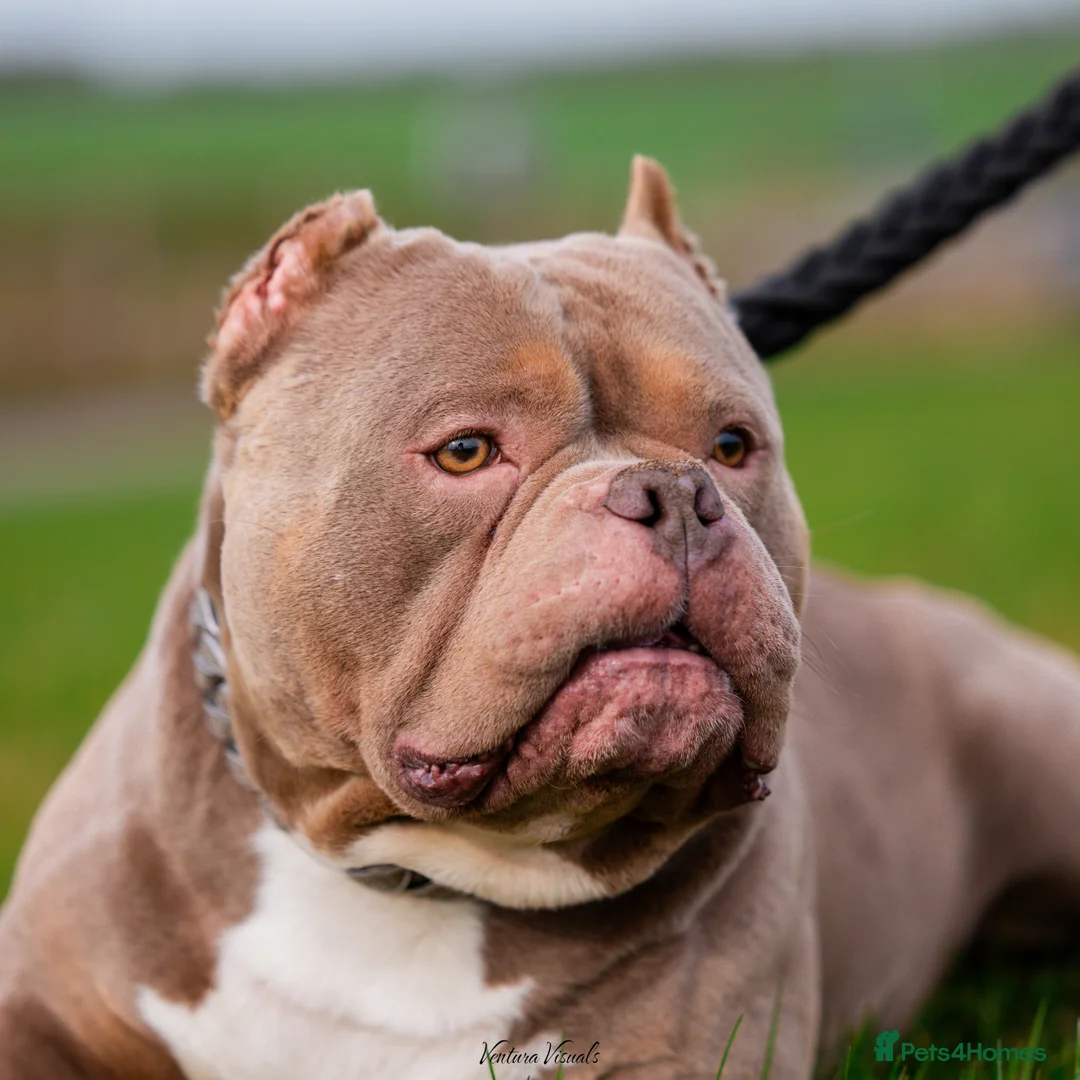 American Bully dogs for stud: Pocket Bully Stud in Bedford - Advert 2