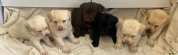 Labrador Retriever dogs for sale: 6 labrador puppies - Advert 4