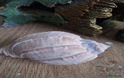 Other/Mixed Breed fish for sale: 60ltr Fishtank with Accessories Only - Image 5